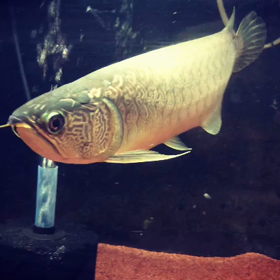 ワイルドの風貌。の画像