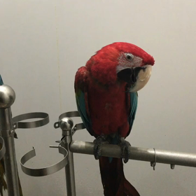 コンゴウインコの画像