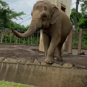 シャンティ亡き後のダンボに会いに行ってきました。の画像