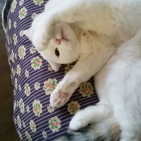 ネコちゃん体操第一の画像