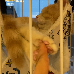まるちゃんの画像