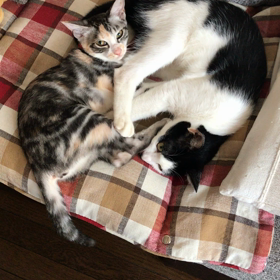 またおっぱい吸ってる？の画像