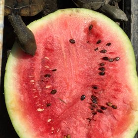 イシガメ✖︎スイカの画像