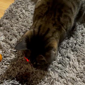 赤い蜂さんをつかまえろ！の画像