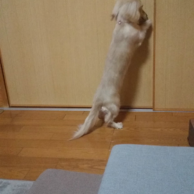 あっちに行きたいの〜❢の画像