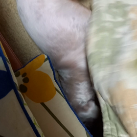 犬のてんかんの画像