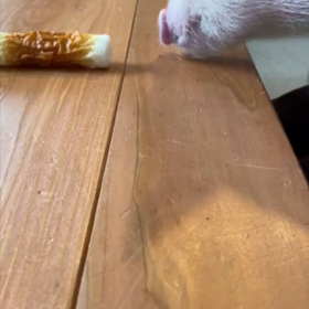 ちくわの先には…の画像