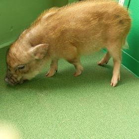 かじり木の画像