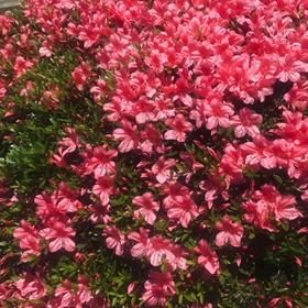 talk to  my guyの画像