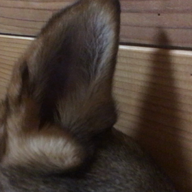 おやすみぃの画像