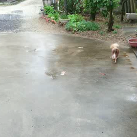 濡れてますが。の画像