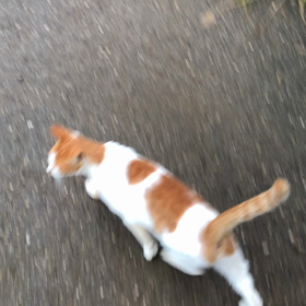 一緒にお散歩の画像