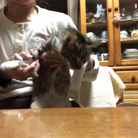 月一猫爪切り。道にいた小ネズミ…命を助けたくて。の画像