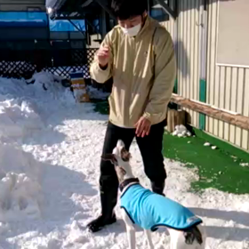 ﾄﾞｯｸﾞｷｬｯﾁの画像