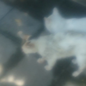 お知らせと動画の画像