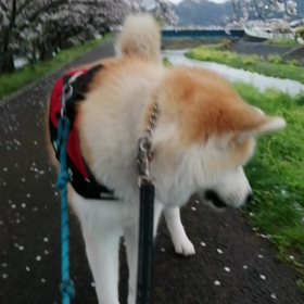 わずかに霧雨、なんとかカッパ無しでの未来丸朝散歩でした。そこで丸子川の桜のトンネルへ。全体的に五の画像