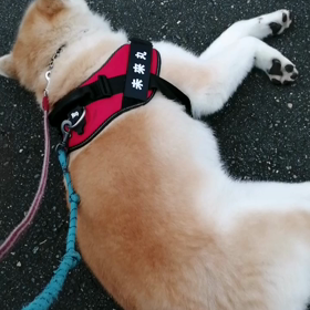 昨日に引き続き涼しいひんやりとした朝。未来丸は引き続きイヤイヤアピール、10m進んでゴロ寝、立ちの画像