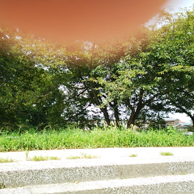 セミさん合奏♪♪の画像