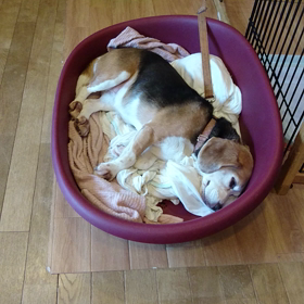 寝起きドッキリの画像