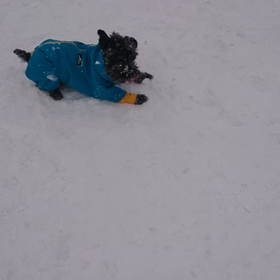 ドッグランにてpart1の画像