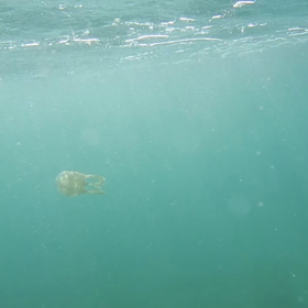 沖縄、梅雨明けしましたの画像