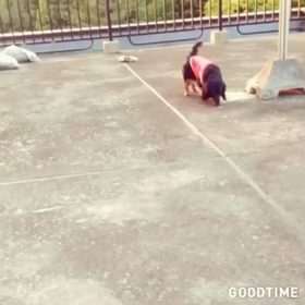 犬ウォークの画像