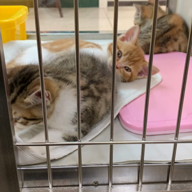 スコティッシュフォールド♡デビューの画像