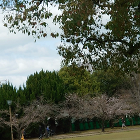城見台公園のさくらと姫路城・2020年 3月 29日の画像