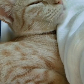 おはようですの画像