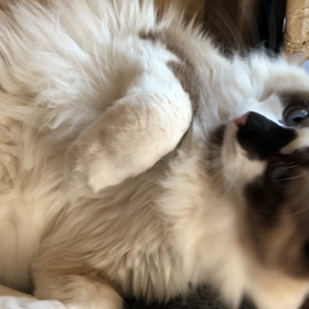 中島美嘉『雪の華』の画像