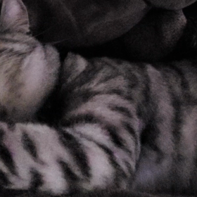 めちゃくちゃかわいい(*≧з≦)の画像