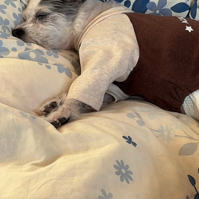 たぬき寝入りからのネンネの画像