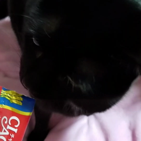 ちゅーる♪(動画)の画像