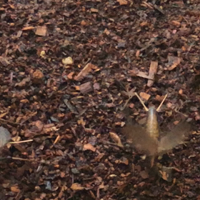 ☆鈴虫飼いました！鳴き声に癒される☆の画像