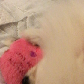 初めまして テラスですの画像