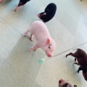 ブタさんじゃらし笑の画像