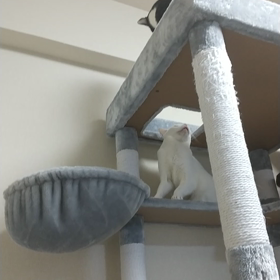 本気じゃないのねの画像