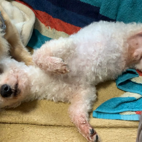 おねがいウィルソン♩の画像