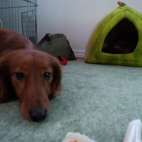 今朝の、、、動画？の画像