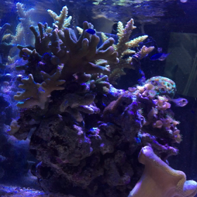 水槽動画撮りました！の画像