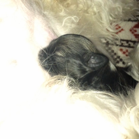 チャイクレベビーちゃん動画♪の画像