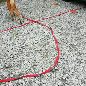 可愛いパピーちゃん！!の画像