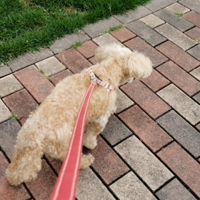 散歩で泣くの画像