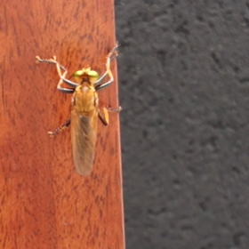 威風堂々の画像