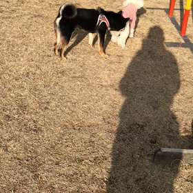 1月25日  キレ始めるお嬢ちゃんの動画の画像