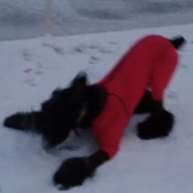 初 雪遊びの画像