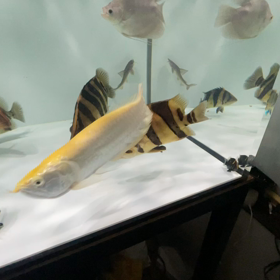人間慣れ抜群な販売魚！の画像