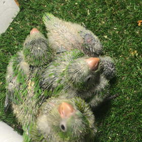 オキナインコグリーン 上から撮影の画像