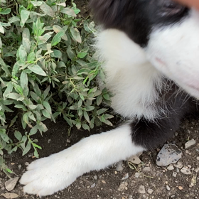 ボーダーコリー　おすすめ　男の子の画像