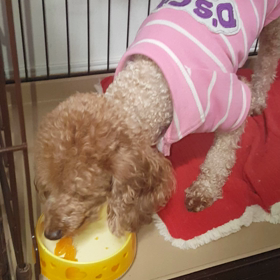 食後のデザート☆の画像